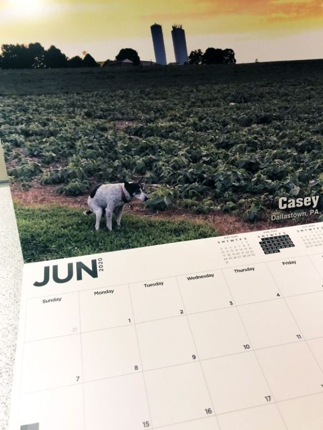 Самый странный календарь с собаками, продающийся на Гавайских островах