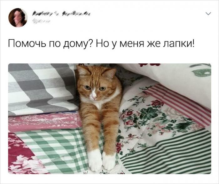 Подборка забавных твитов про котиков (20 фото)