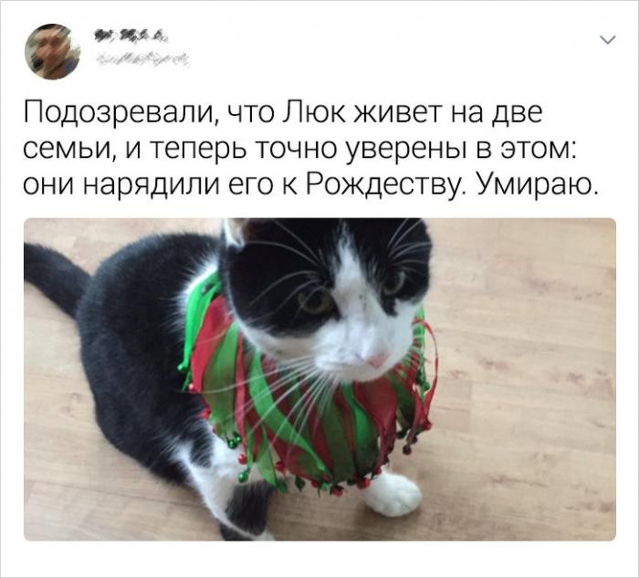 Подборка забавных твитов про котиков (20 фото)