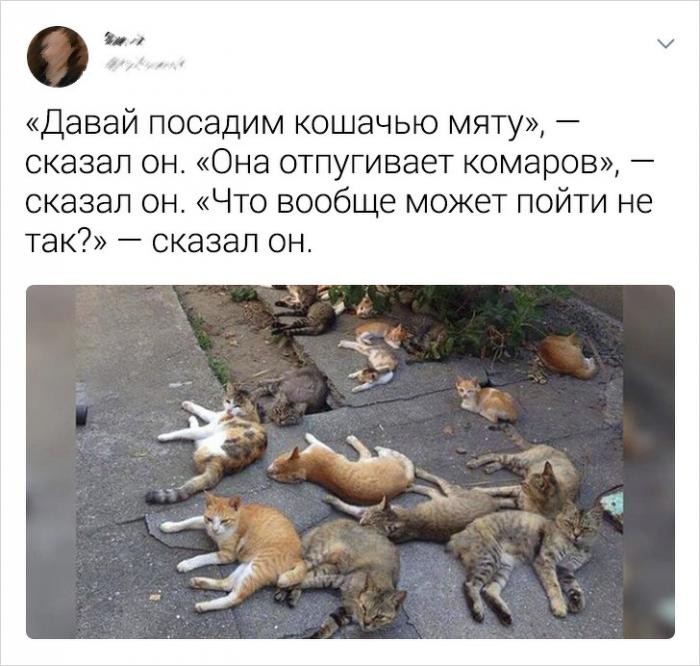 Подборка забавных твитов про котиков (20 фото)