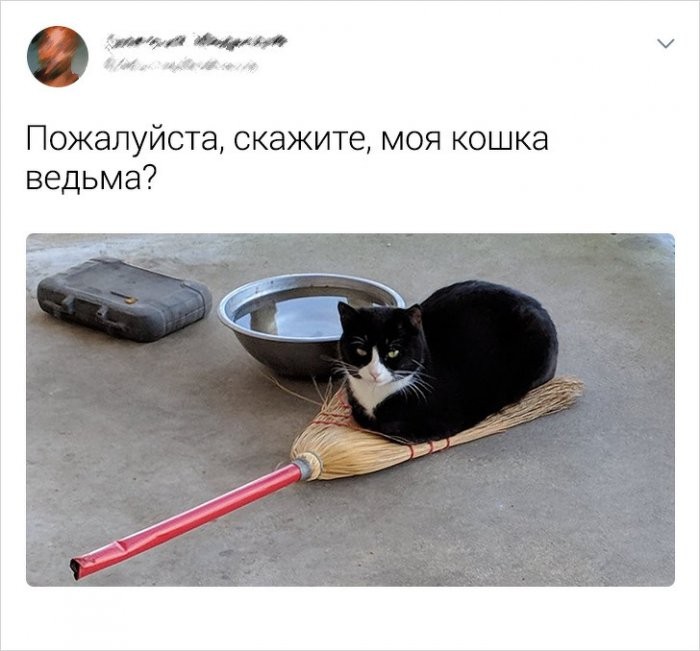 Пользователи соцсетей о котах (19 фото)