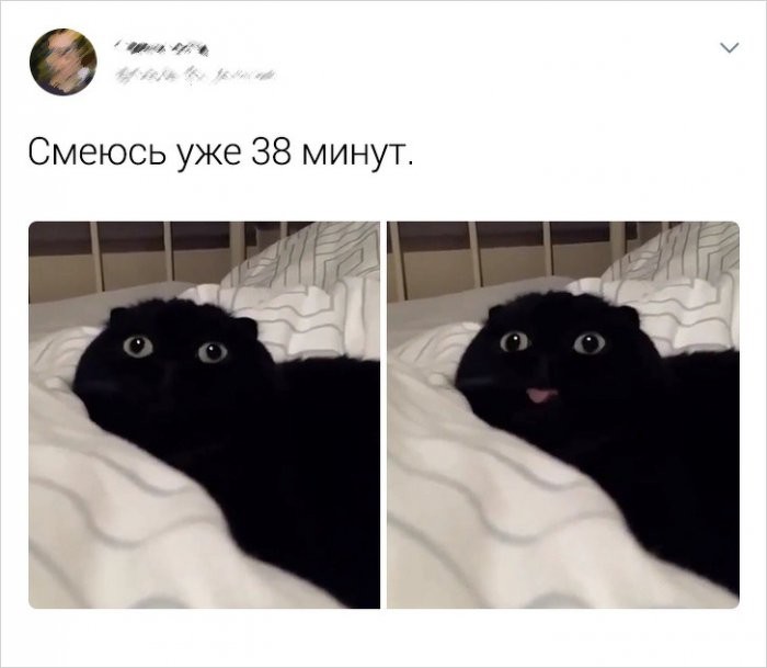 Пользователи соцсетей о котах (19 фото)