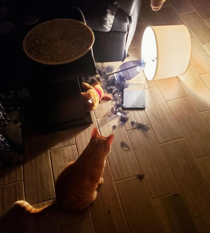 Фотоподборка о том, как тяжело жить с котом под одной крышей (20 фото)