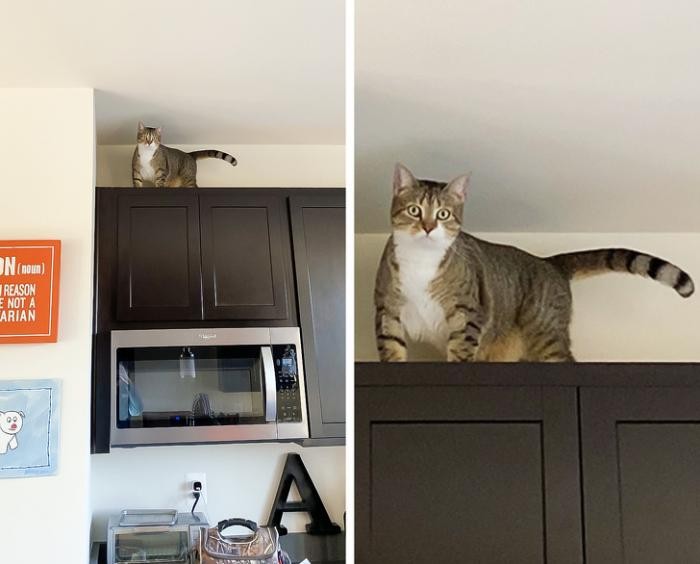 Фотоподборка о том, как тяжело жить с котом под одной крышей (20 фото)