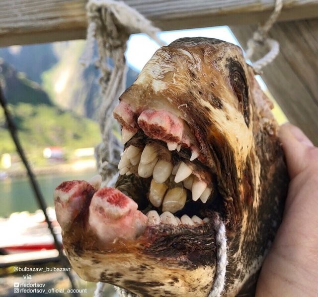 Русский рыбак достал со дна морских чудовищ (10 фото)