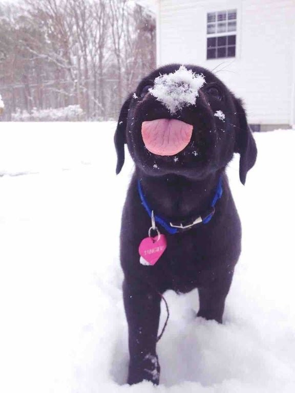 Эмоции людей и животных,которые впервые в жизни увидели снег (16 фото)