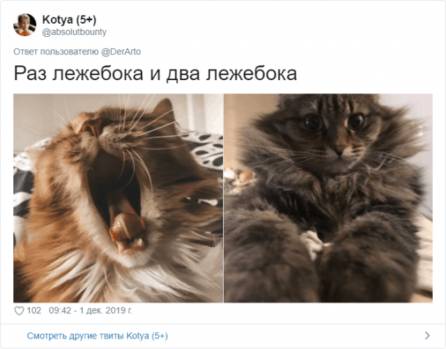 Пользователей Twitter попросили показать их животные (25 фото)