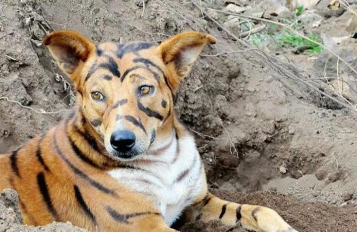 Фермер покрасил собаку «под тигра» для отпугивания обезьян (4 фото)