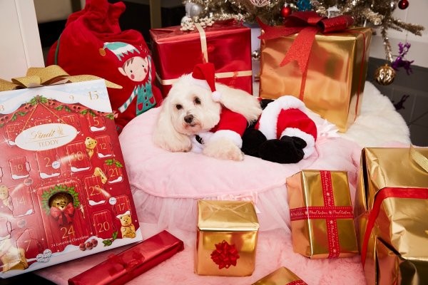 Англичанка потратила почти на три тысячи евро на подарки собаке