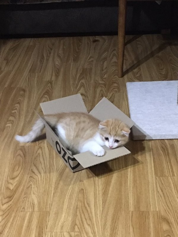 Тред в Твиттере: коты и коробки созданы друг для друга (30 фото)
