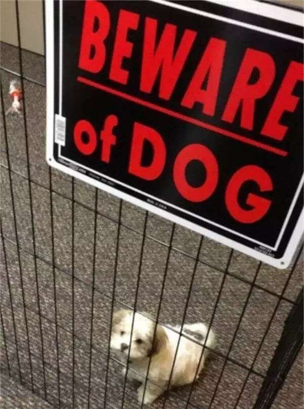 Осторожно, злая собака (19 фото)