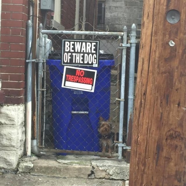 Осторожно, злая собака (19 фото)