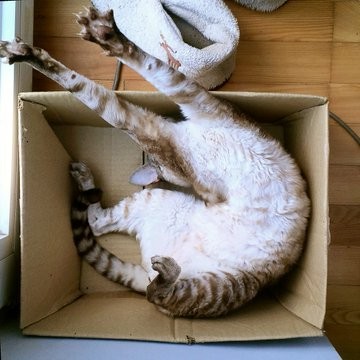 Тред в Твиттере: коты и коробки созданы друг для друга (30 фото)