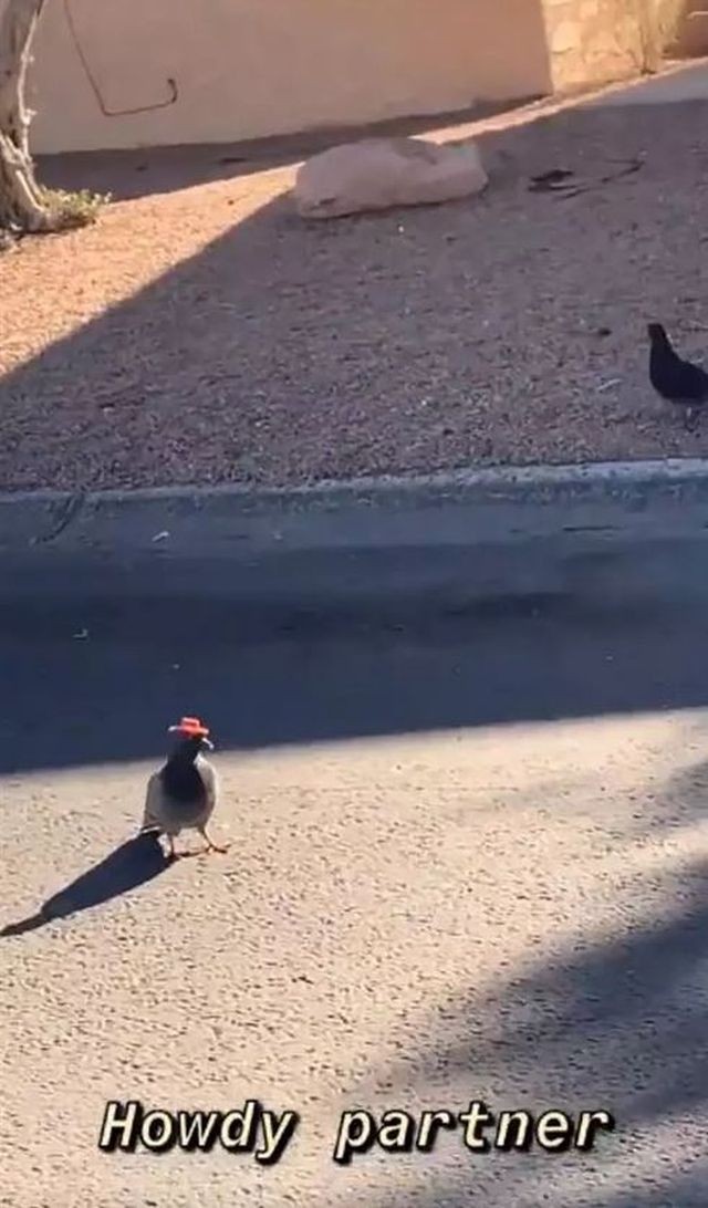 В Лас-Вегасе завелись голуби-ковбои (3 фото)