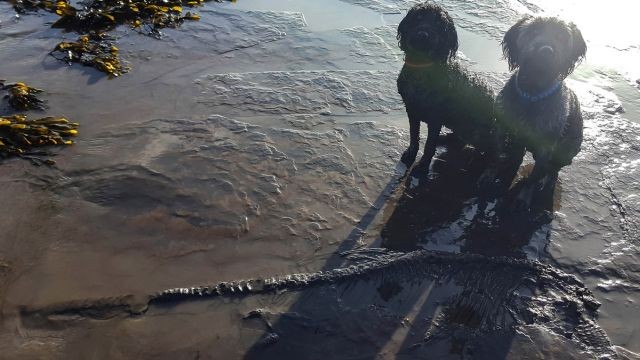 Британец гулял с собаками на пляже и случайно сделал открытие (8 фото)