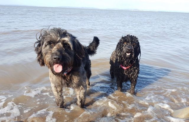Британец гулял с собаками на пляже и случайно сделал открытие (8 фото)