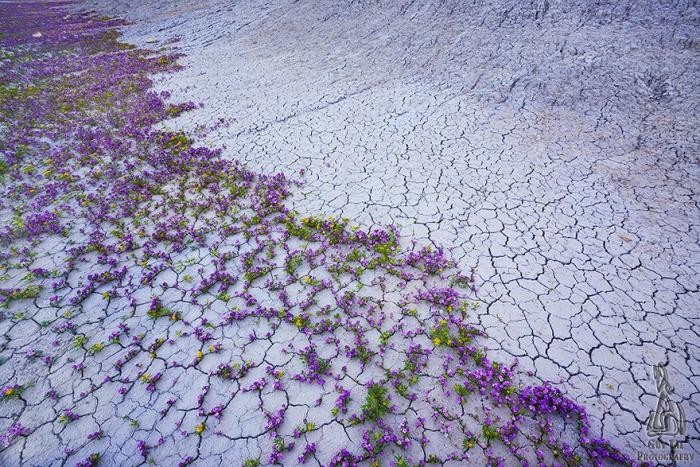 Сказочная пустыня Анза-Боррего (17 фото)