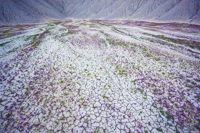 Сказочная пустыня Анза-Боррего (17 фото)