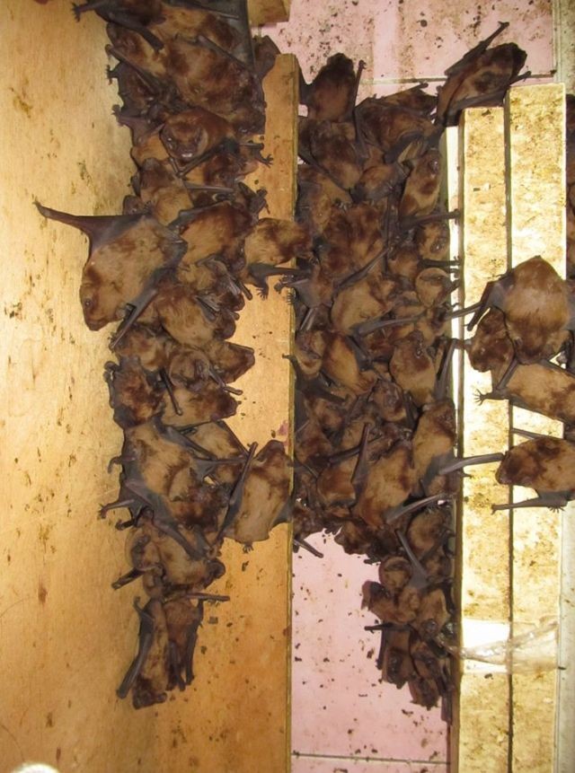 На балконе поселилось рекордное количество летучих мышей (6 фото)