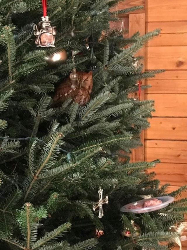 В США семья купила себе ёлку на Рождество с сюрпризом (8 фото)