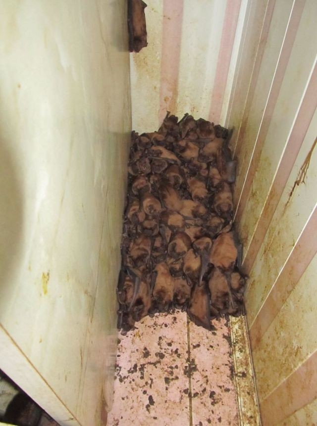 На балконе поселилось рекордное количество летучих мышей (6 фото)