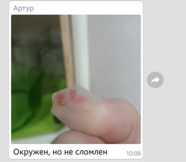 Порезанный палец стал героем мемов (7 фото)