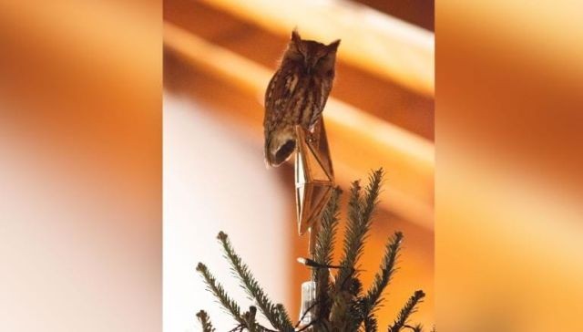 В США семья нашла живую сову, прячущуюся в купленной елке (9 фото)