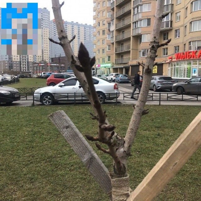 В Петербурге в середине января цветут цветы (6 фото)