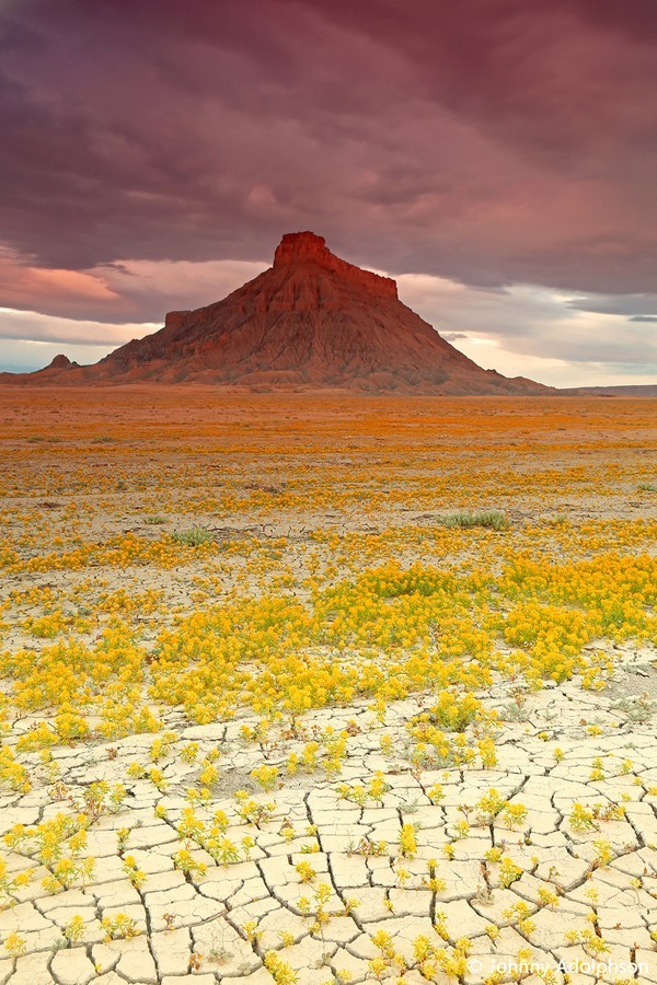 Очаровательная пустыня Анза-Боррего (17 фото)