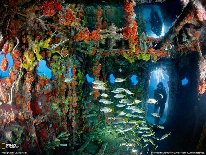 Поразительный подводный мир (24 фото)
