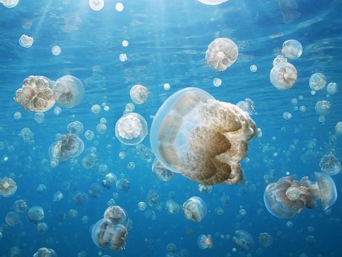 Поразительный подводный мир (24 фото)