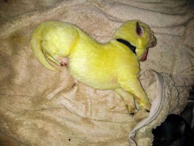 В Северной Каролине родился щенок с удивительной особенностью (5 фото)