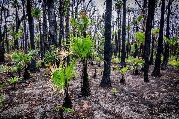 Природа Австралии начала восстанавливаться после пожаров (20 фото)