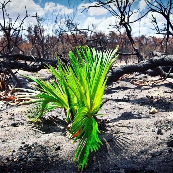 Природа Австралии начала восстанавливаться после пожаров (20 фото)