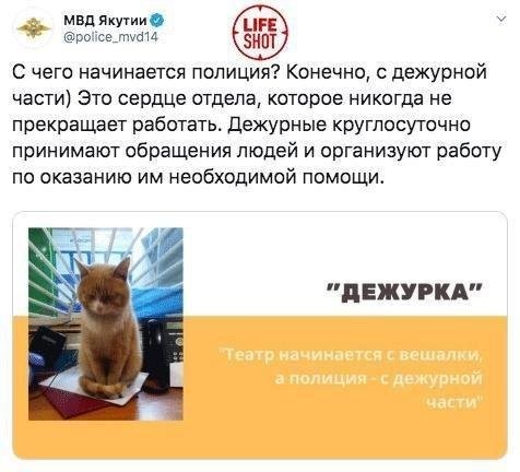 Собаки, котики: пресс служба МВД изменила подачу материала (7 фото)