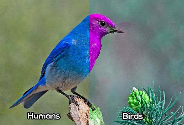 Сравнение зрения человека со зрением животных (10 фото)