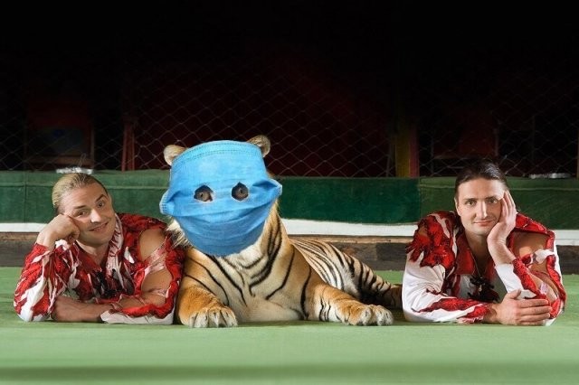 Кот, которого защитили от коронавируса маской, стал героем (16 фото)