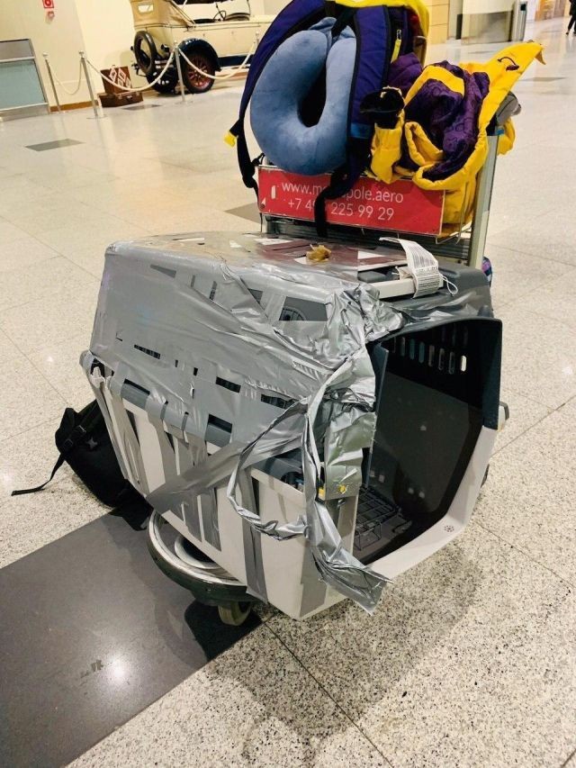 В аэропорту Сочи грузчики разбили переносную клетку с собакой (4 фото)