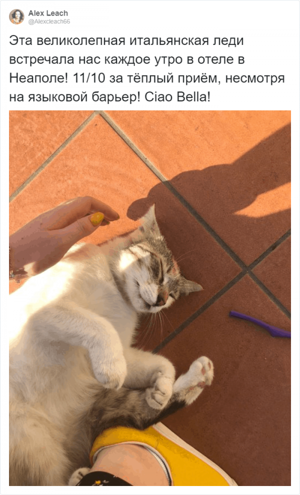 Рецензии на котов: забавный и странный тред в Твиттере (16 фото)