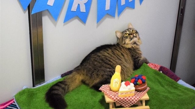 Сотрудники приюта устроили праздник одинокой кошке (9 фото)
