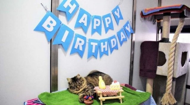 Сотрудники приюта устроили праздник одинокой кошке (9 фото)