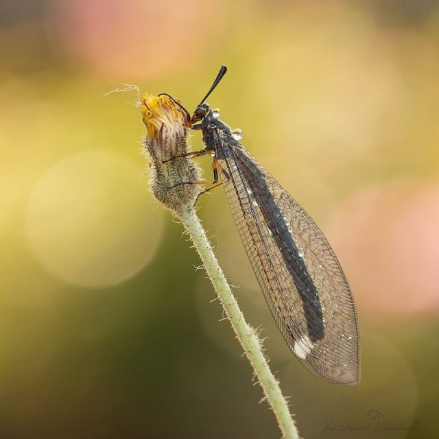 Макрофотографии крошечных насекомых и животных (11 фото)