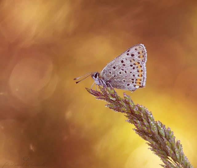 Макрофотографии крошечных насекомых и животных (11 фото)