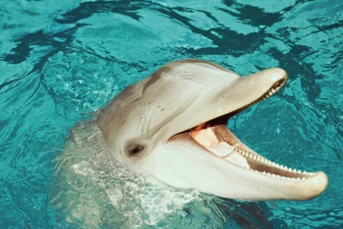 Откуда дельфины и киты получают пресную воду? (7 фото)