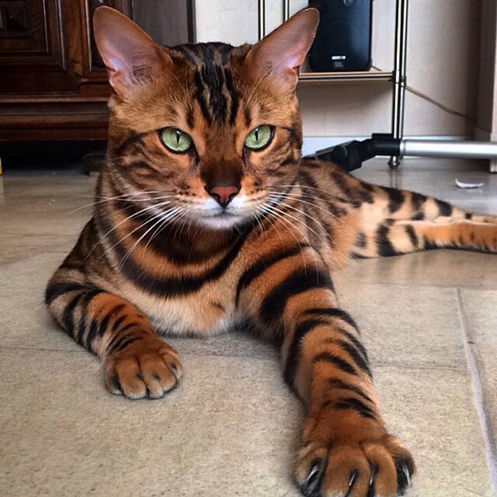 Самые красивые кошки в мире (10 фото)