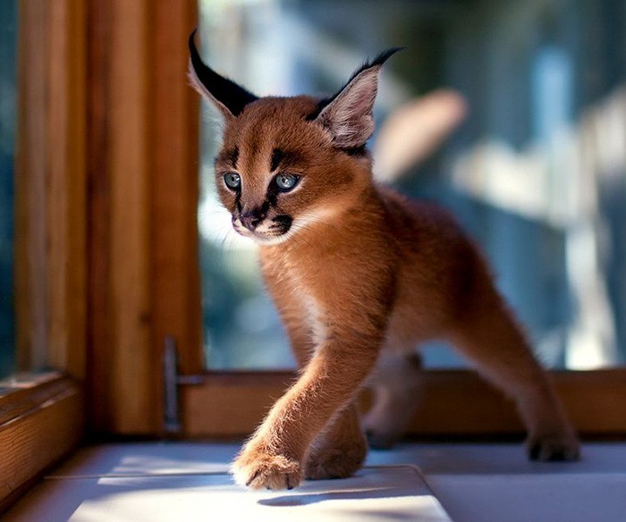 Самые красивые кошки в мире (10 фото)
