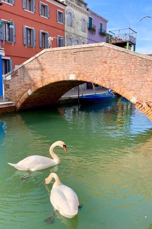 Вот что карантин сделал с водой в Венеции (4 фото)