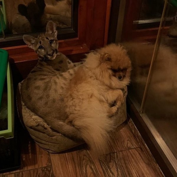 Лондон - очаровательный котенок пумы, который живет в Перми (25 фото)