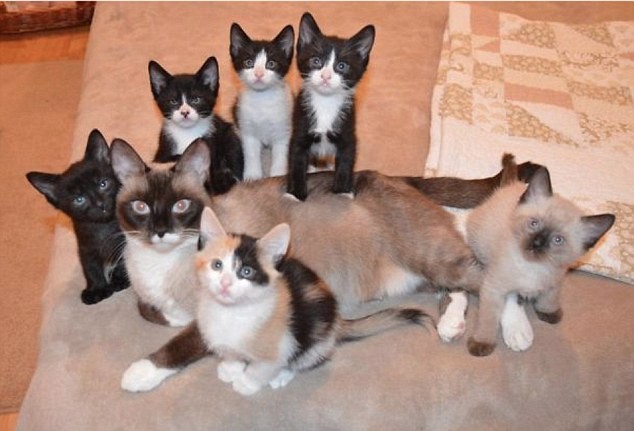 Кошачьи семьи в фотографиях (12 фото)