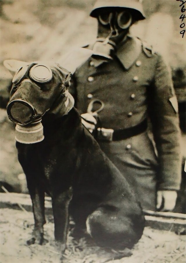 Собаки в противогазах во времена Первой Мировой войны (15 фото)